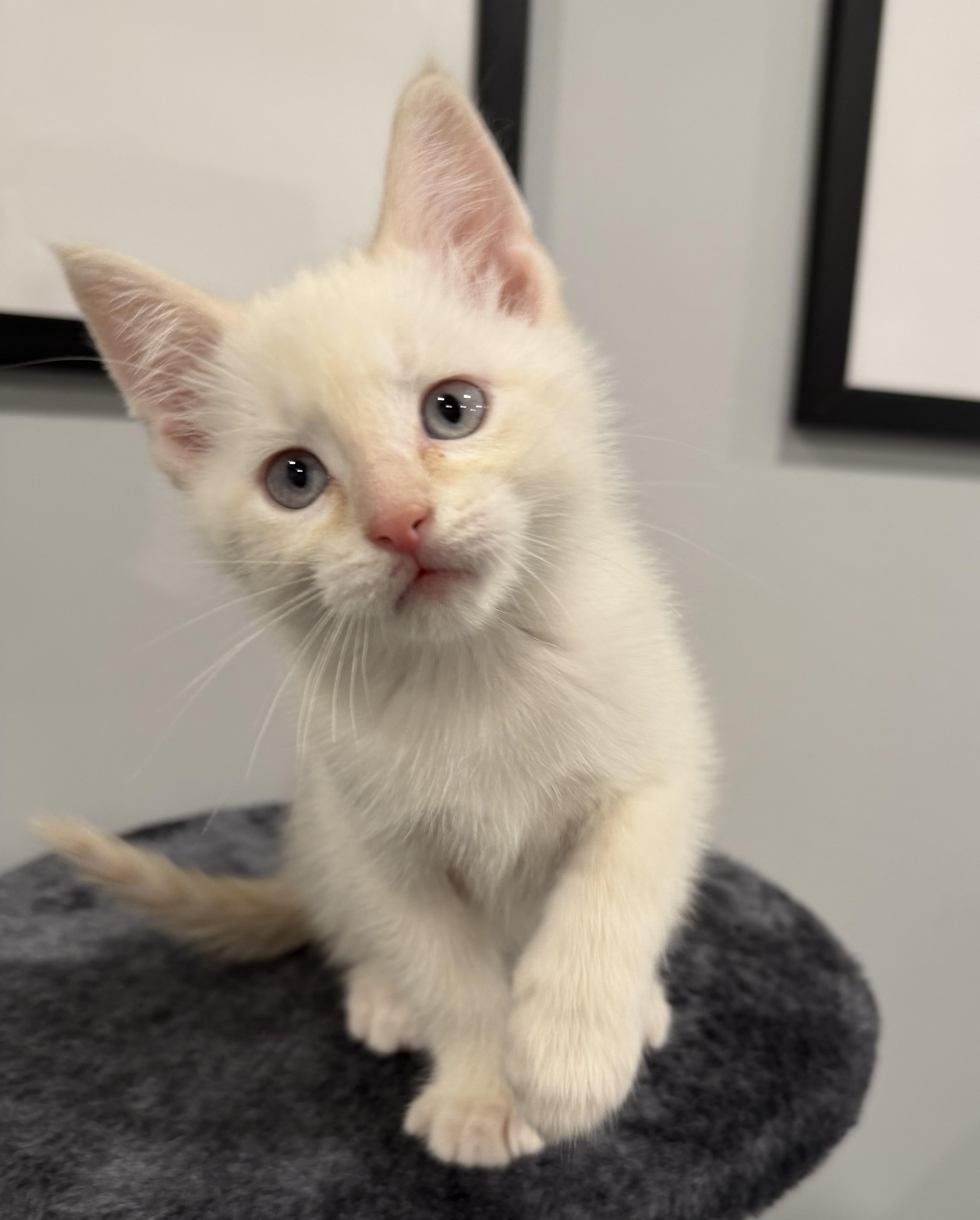 Sumo, an adopted Domestic Short Hair in Chicago, IL image 4/6