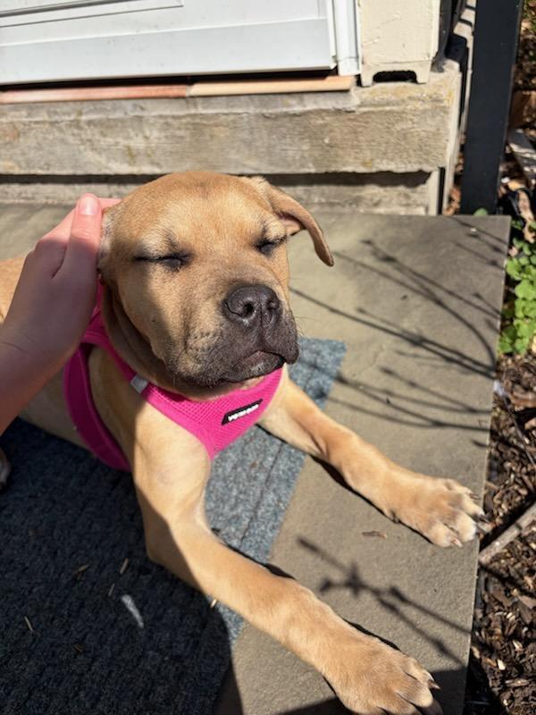 Penelope, Adoptable, Young Female Boxer & Pit Bull Terrier.