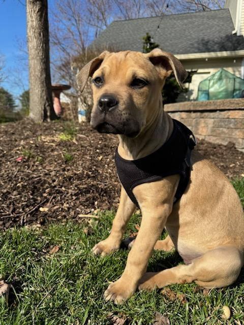 Enlarge Penelope, a Adoptable mixed breed in Tarrytown, GA image 2/3