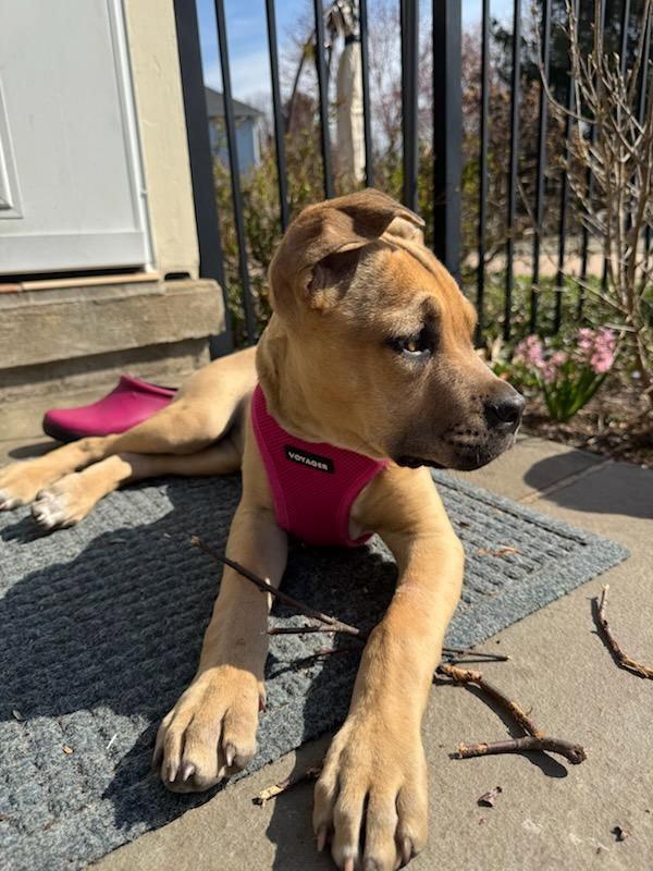 Enlarge Penelope, a Adoptable mixed breed in Tarrytown, GA image 3/3