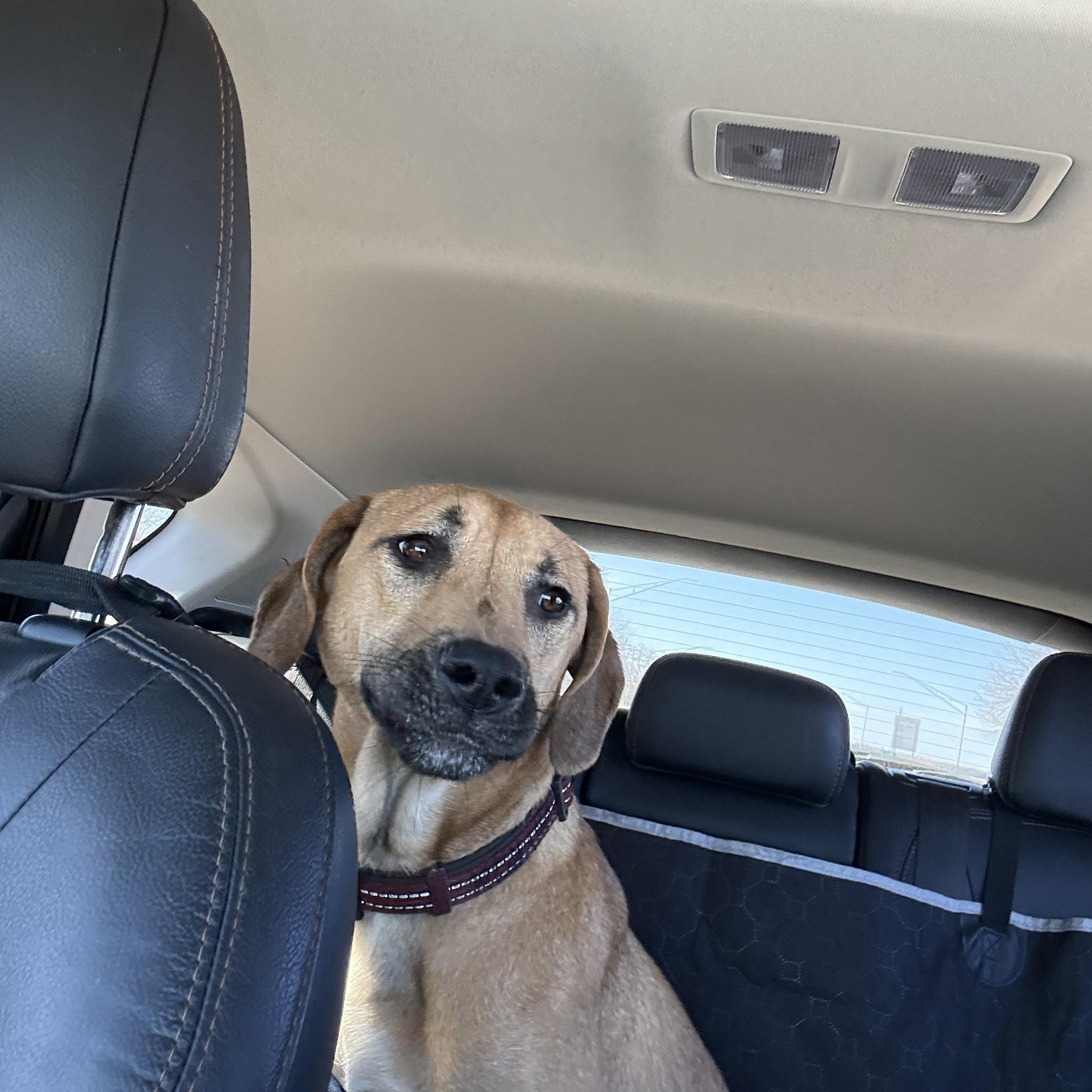 Enlarge Myron, a ADOPTABLE mixed breed in Owensboro, KY image 2/5