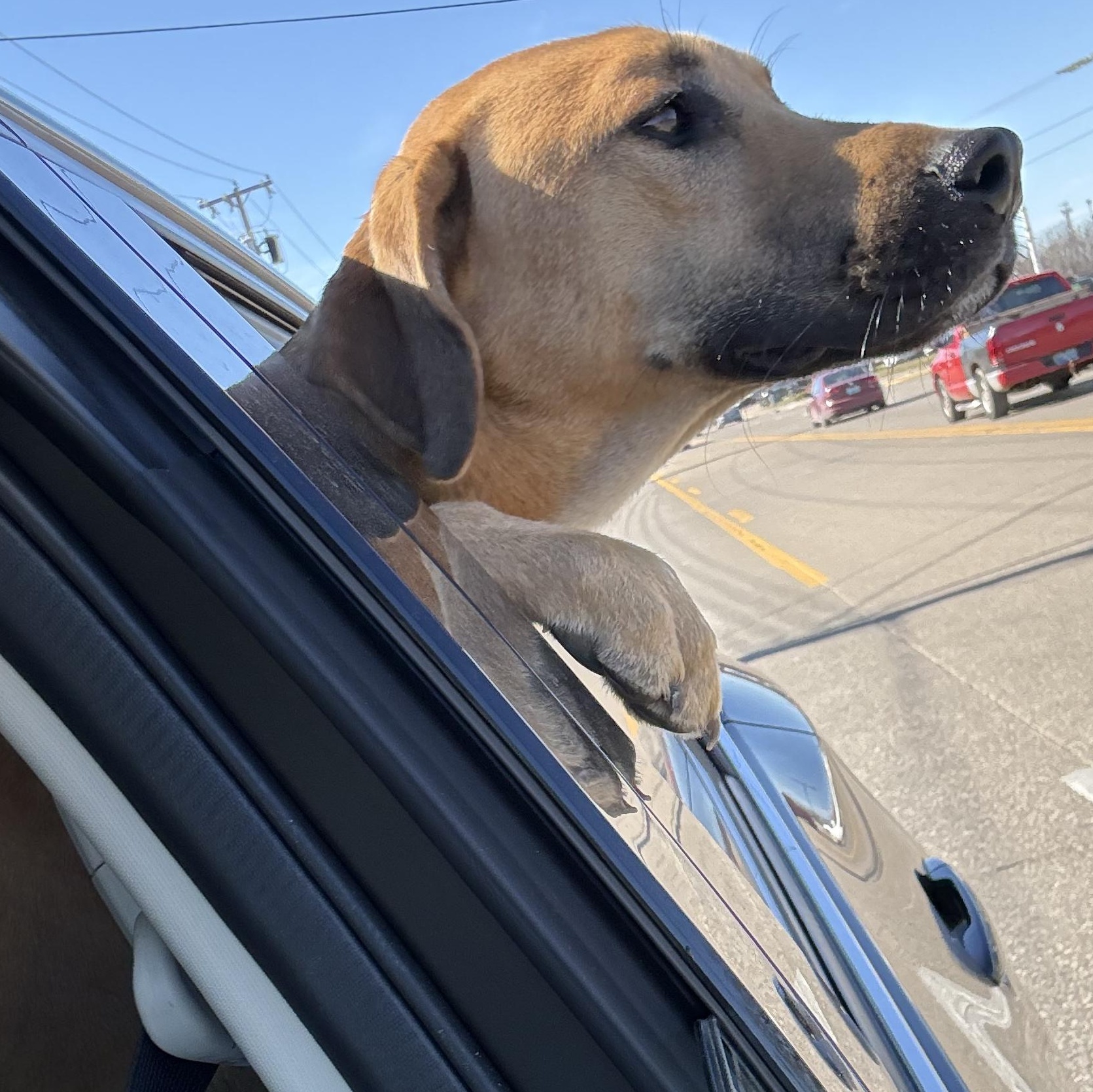 Enlarge Myron, a ADOPTABLE mixed breed in Owensboro, KY image 4/5
