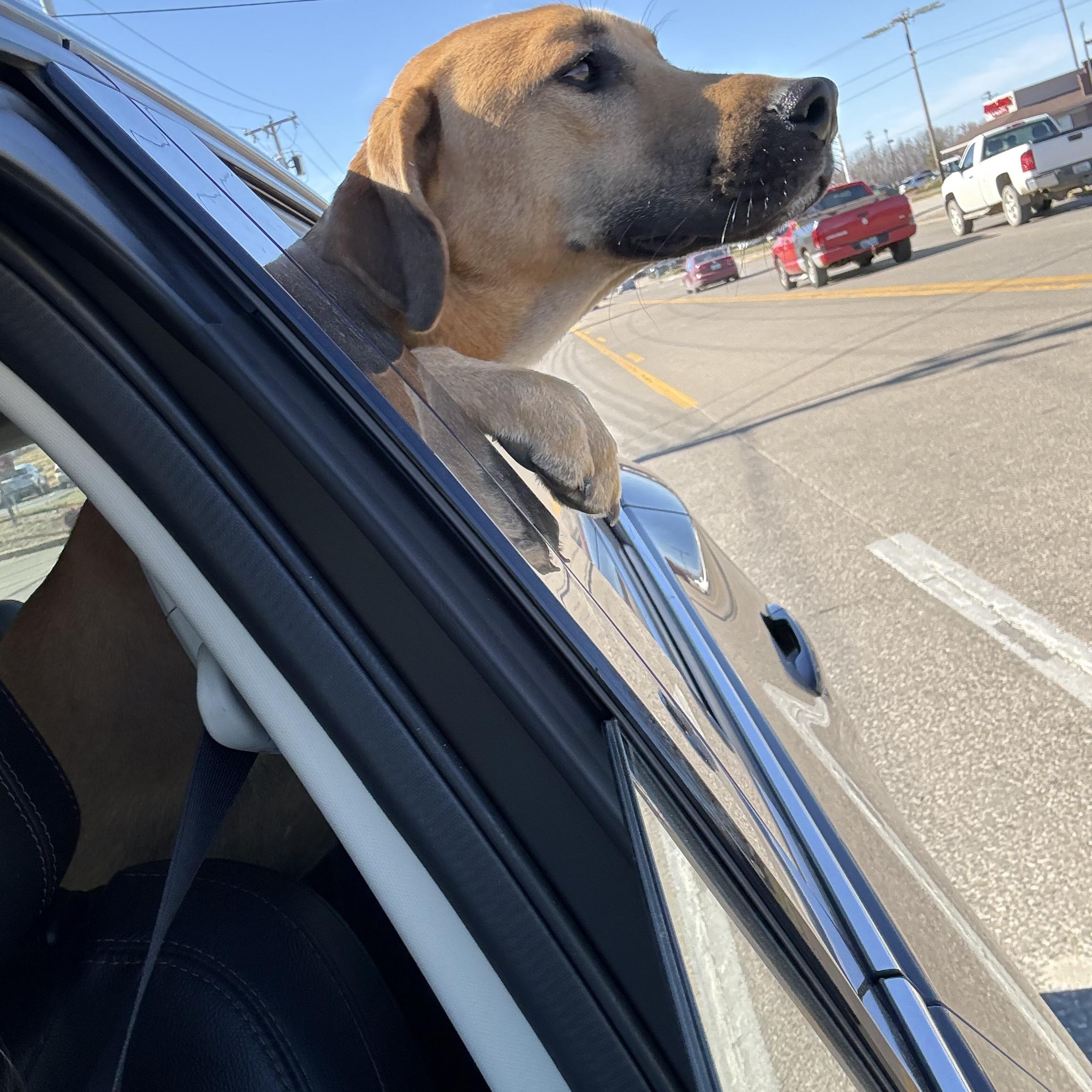 Enlarge Myron, a ADOPTABLE mixed breed in Owensboro, KY image 4/5
