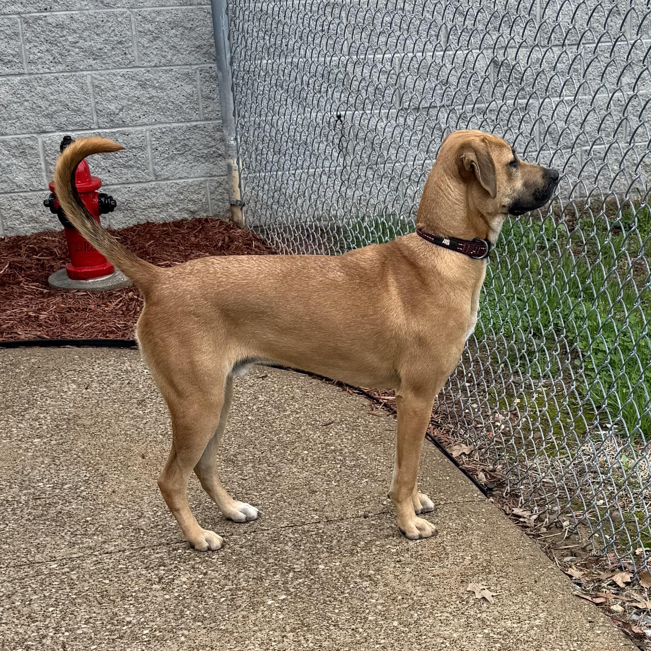 Enlarge Myron, a ADOPTABLE mixed breed in Owensboro, KY image 2/5