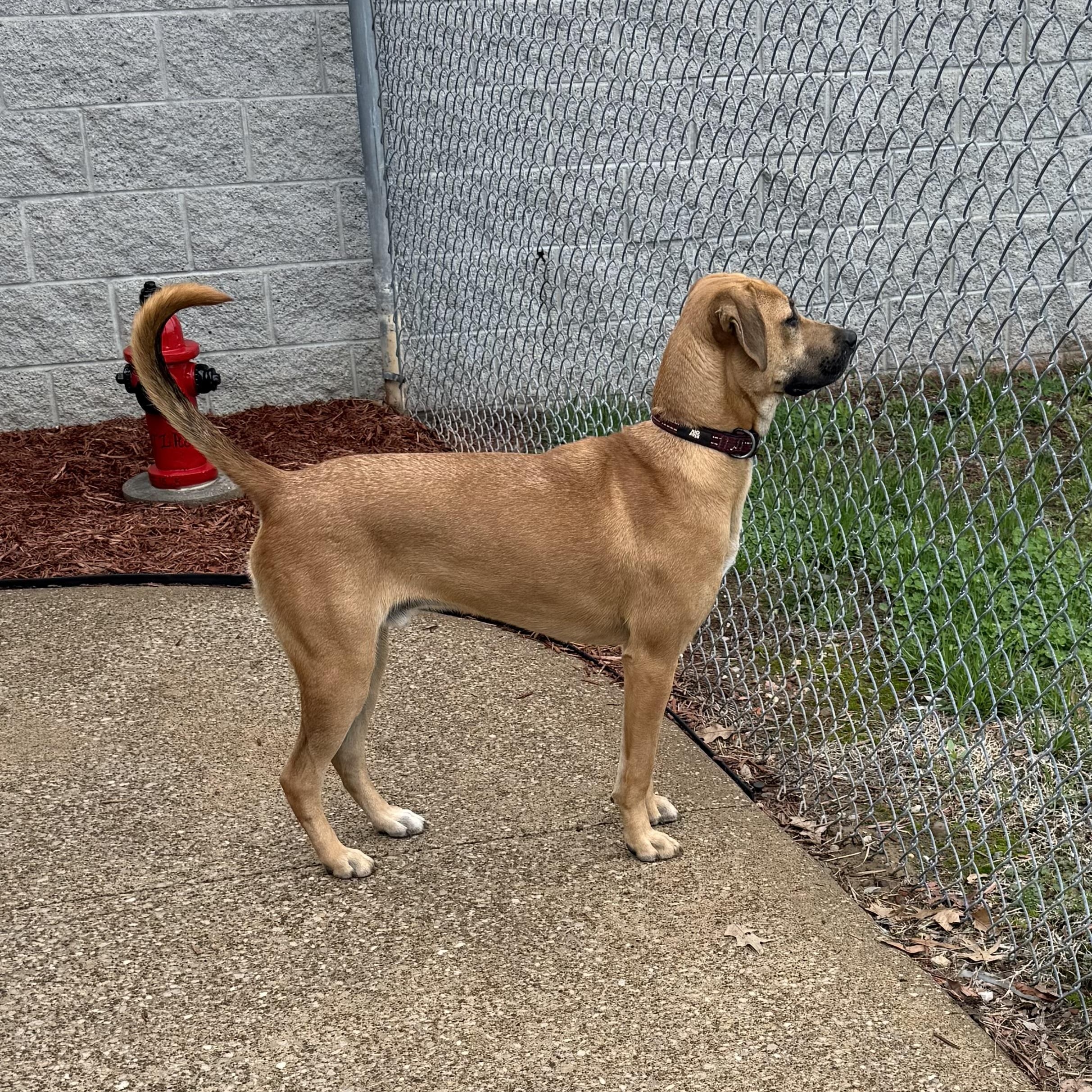 Enlarge Myron, a ADOPTABLE mixed breed in Owensboro, KY image 1/5