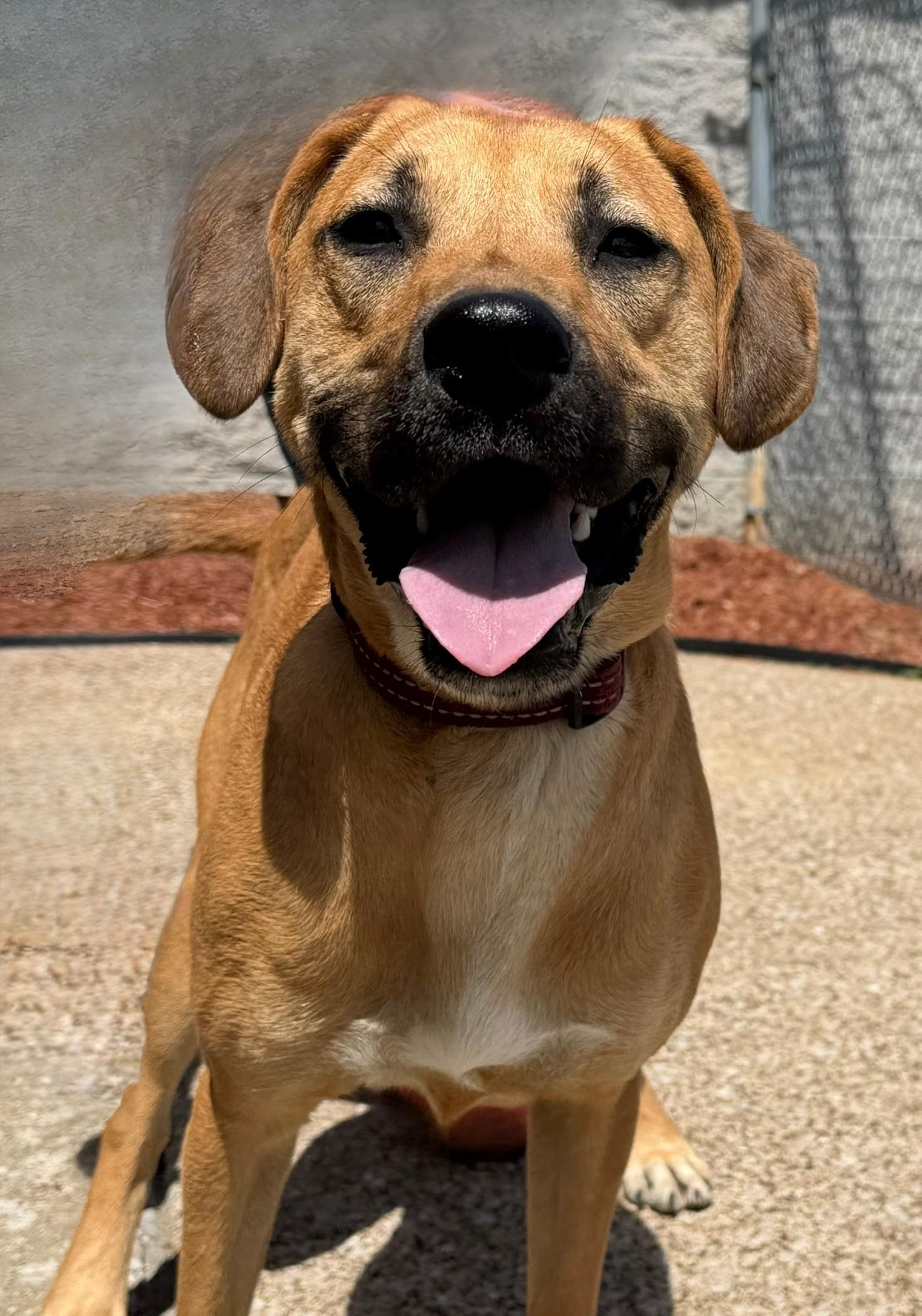 Myron, ADOPTABLE, Young Male Labrador Retriever.