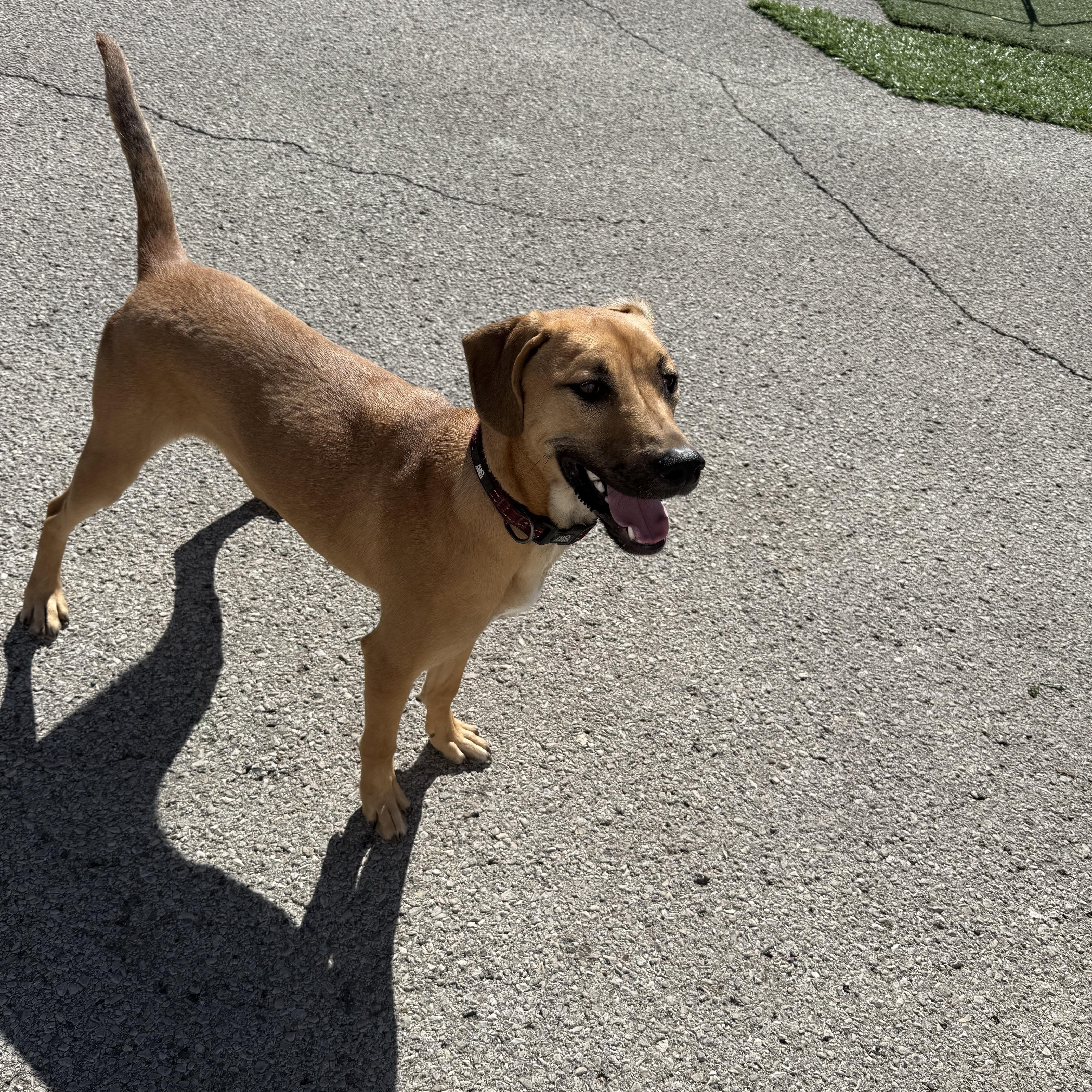 Enlarge Myron, a ADOPTABLE mixed breed in Owensboro, KY image 3/5