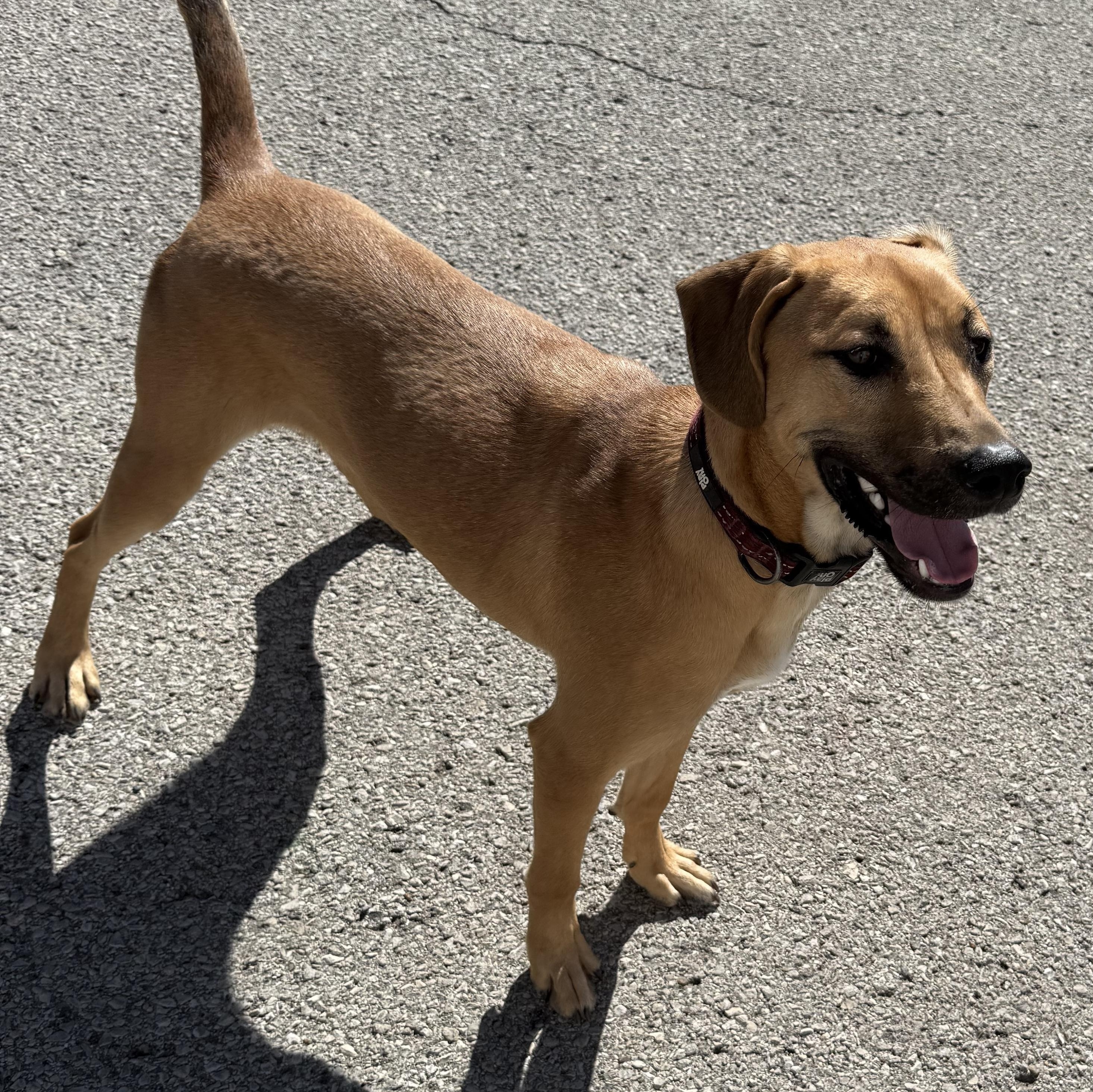 Enlarge Myron, a ADOPTABLE mixed breed in Owensboro, KY image 3/5