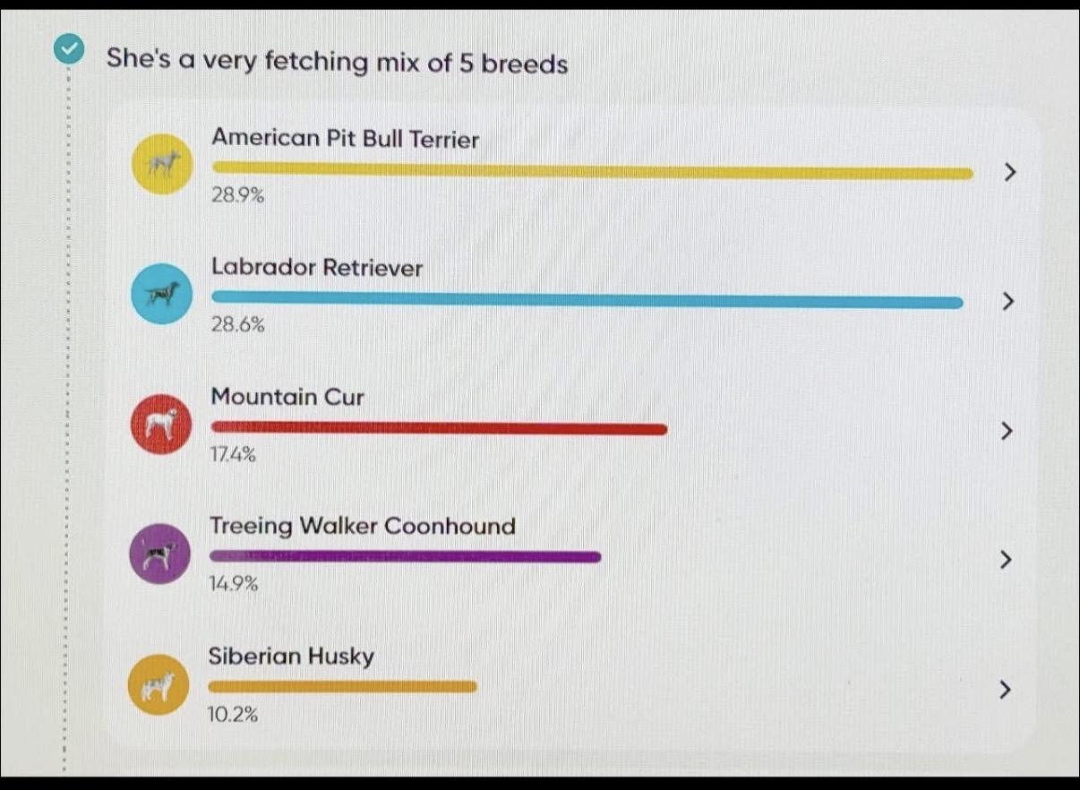 Enlarge Myron, a ADOPTABLE mixed breed in Owensboro, KY image 5/5