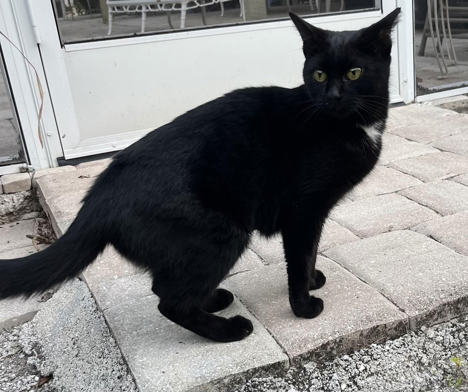 Enlarge Pretty, a Adoptable Domestic Short Hair in Naples, FL image 1/1