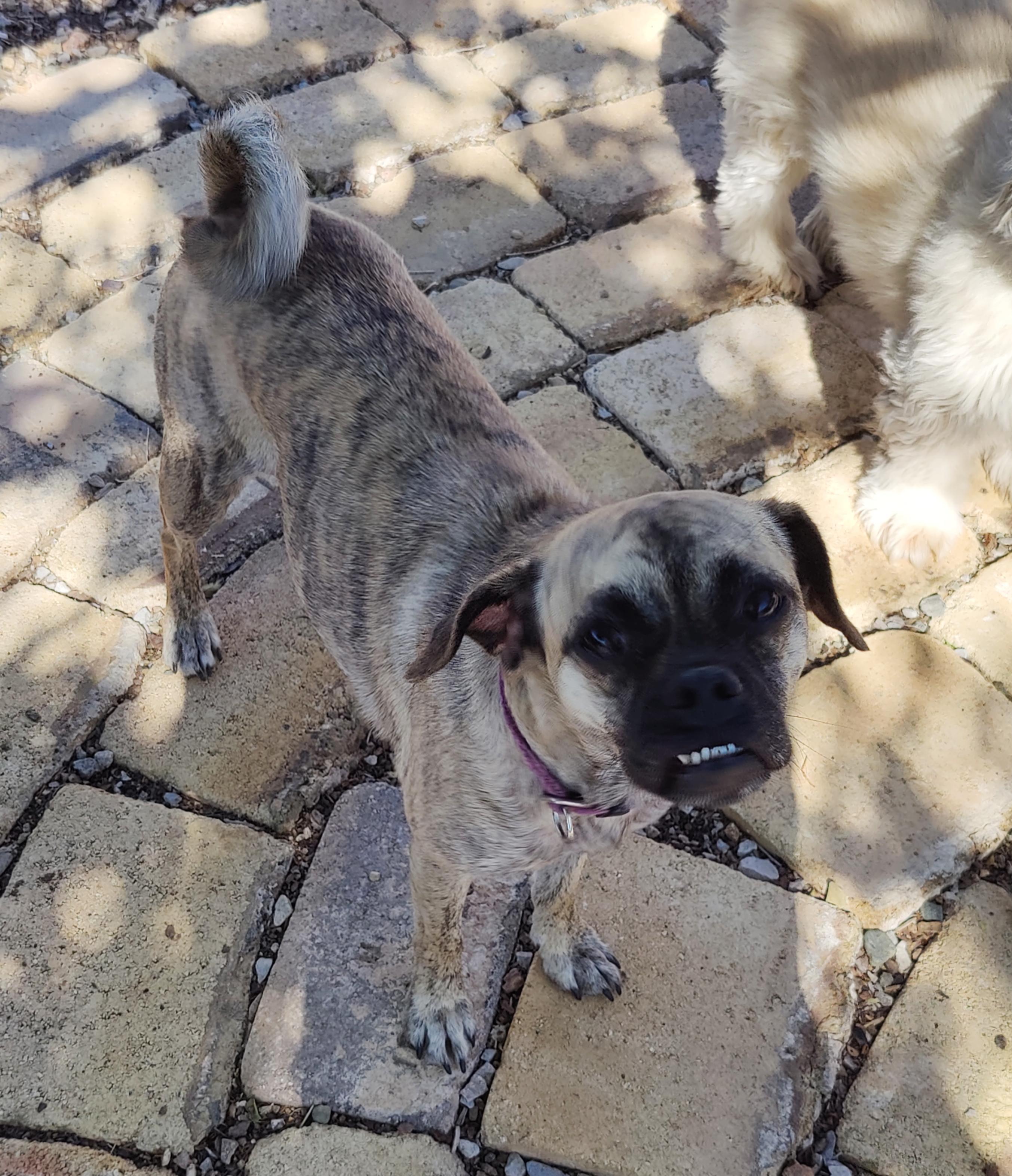 Pugslee, ADOPTABLE, Young Female Pug.