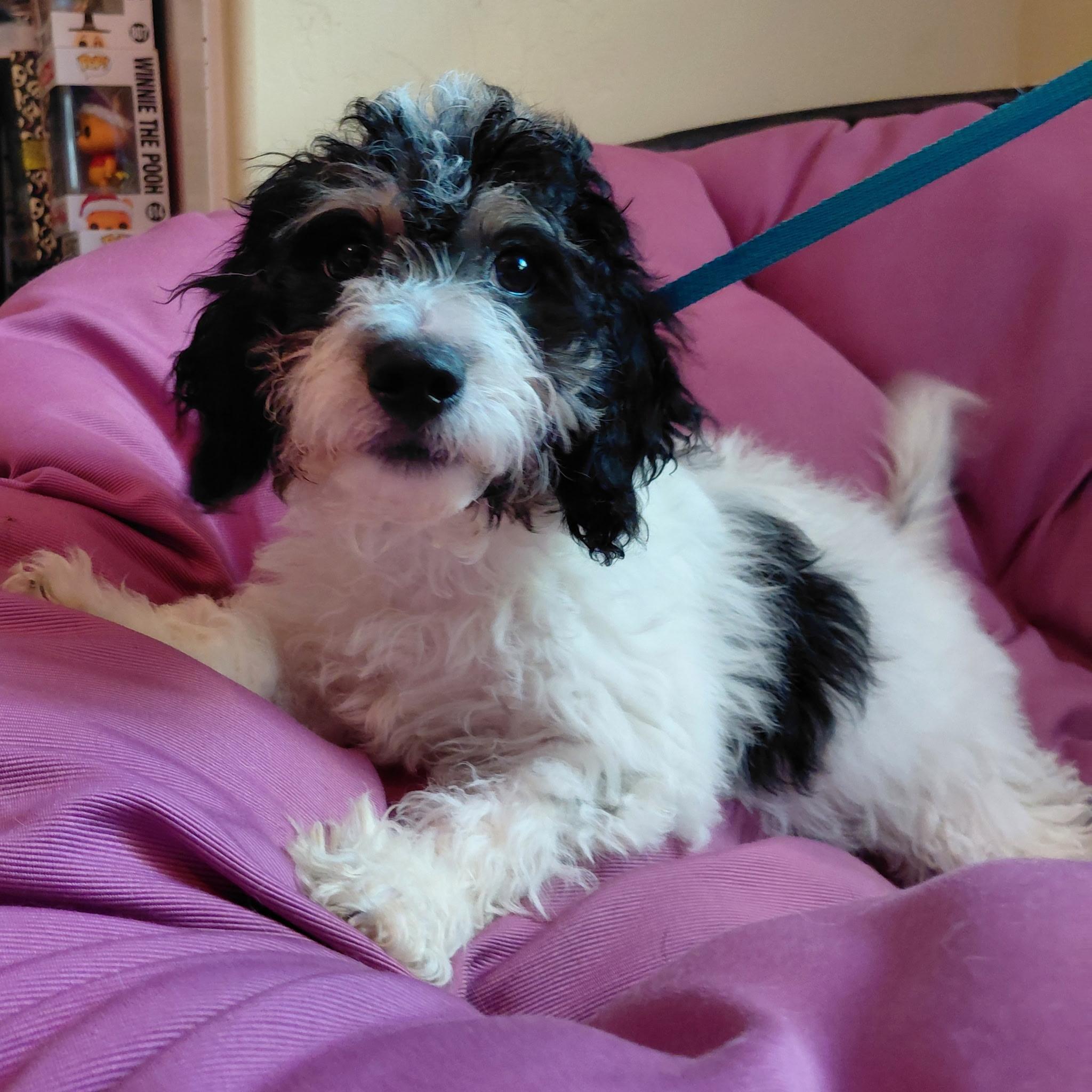 Roman, a ADOPTABLE Cavapoo in Oakland, CA image 2/3