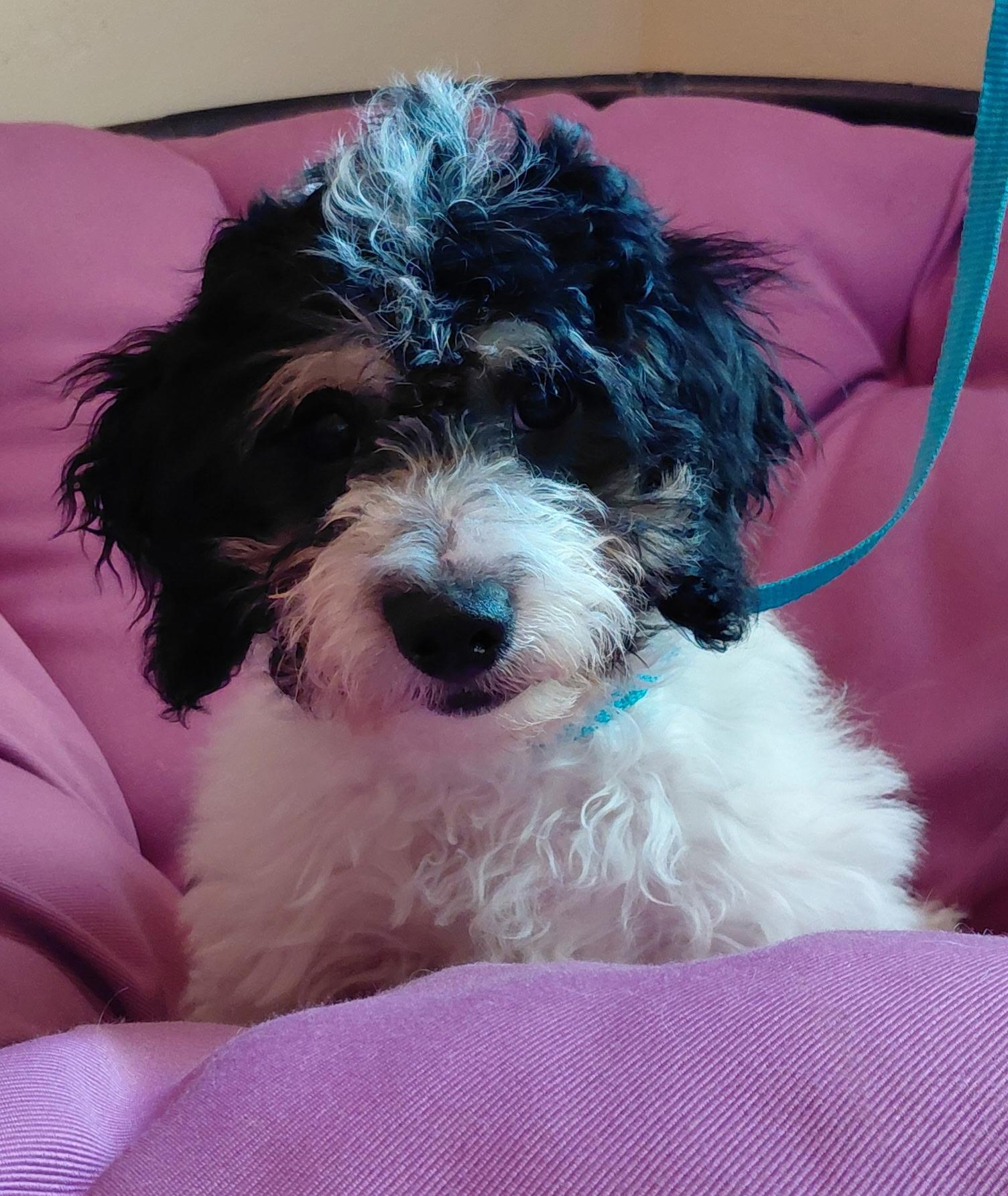Roman, a ADOPTABLE Cavapoo in Oakland, CA image 3/3