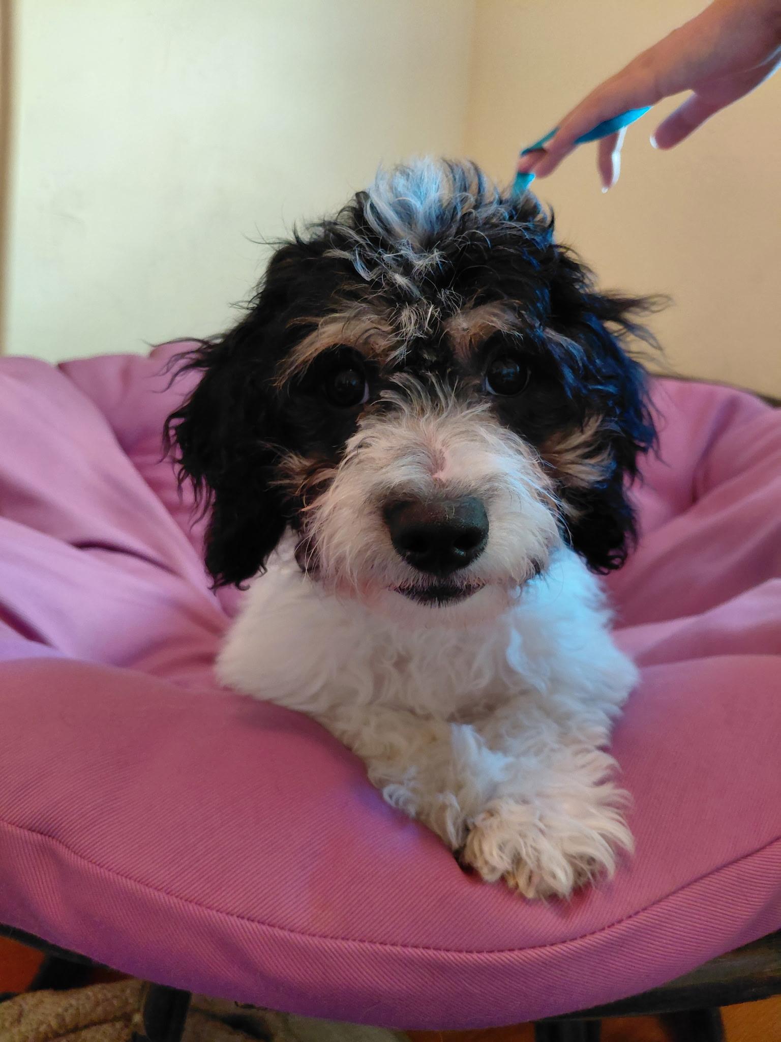 Roman, ADOPTABLE, Young Male Cavapoo.