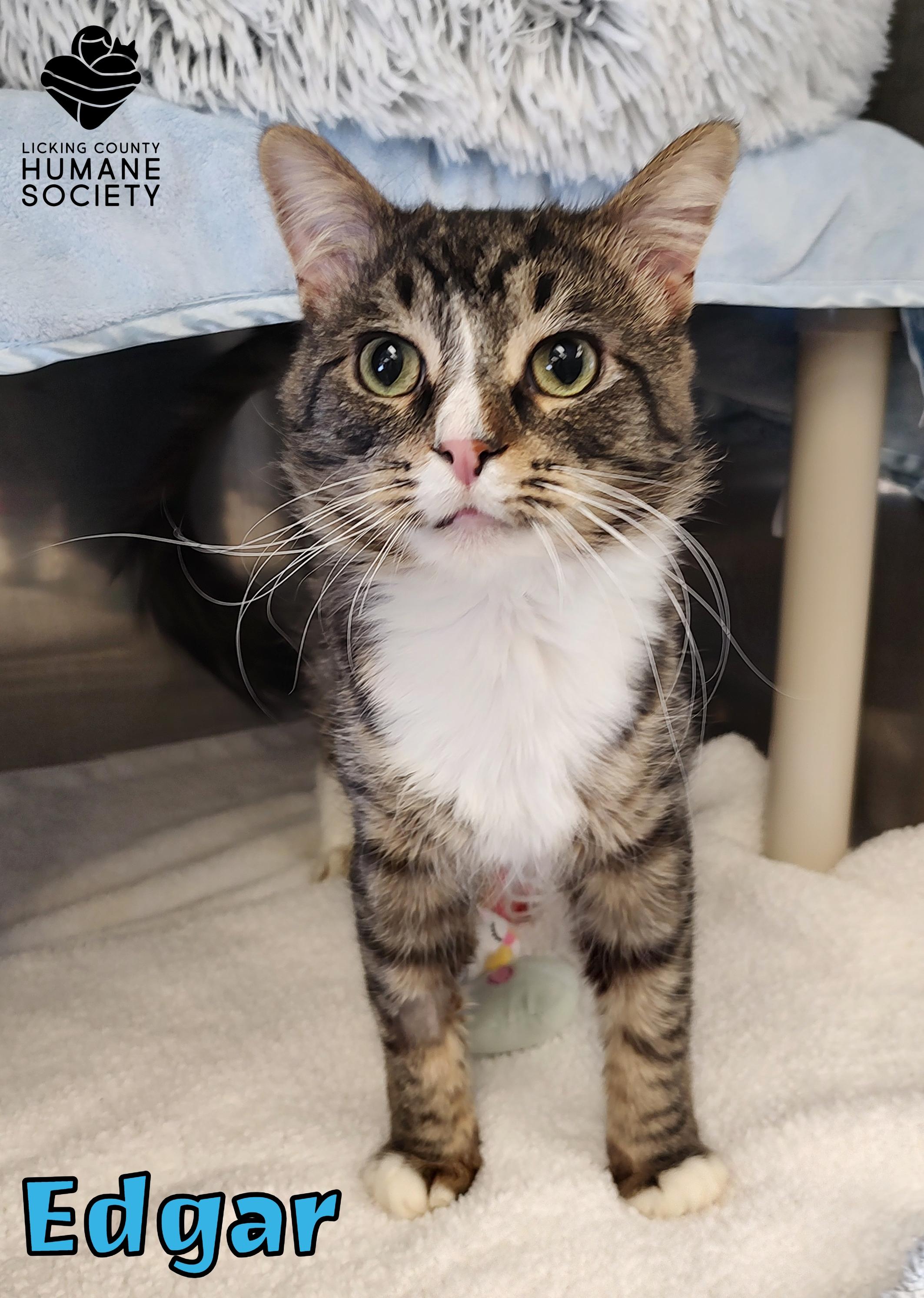 Edgar, ADOPTABLE, Adult Male Domestic Medium Hair.