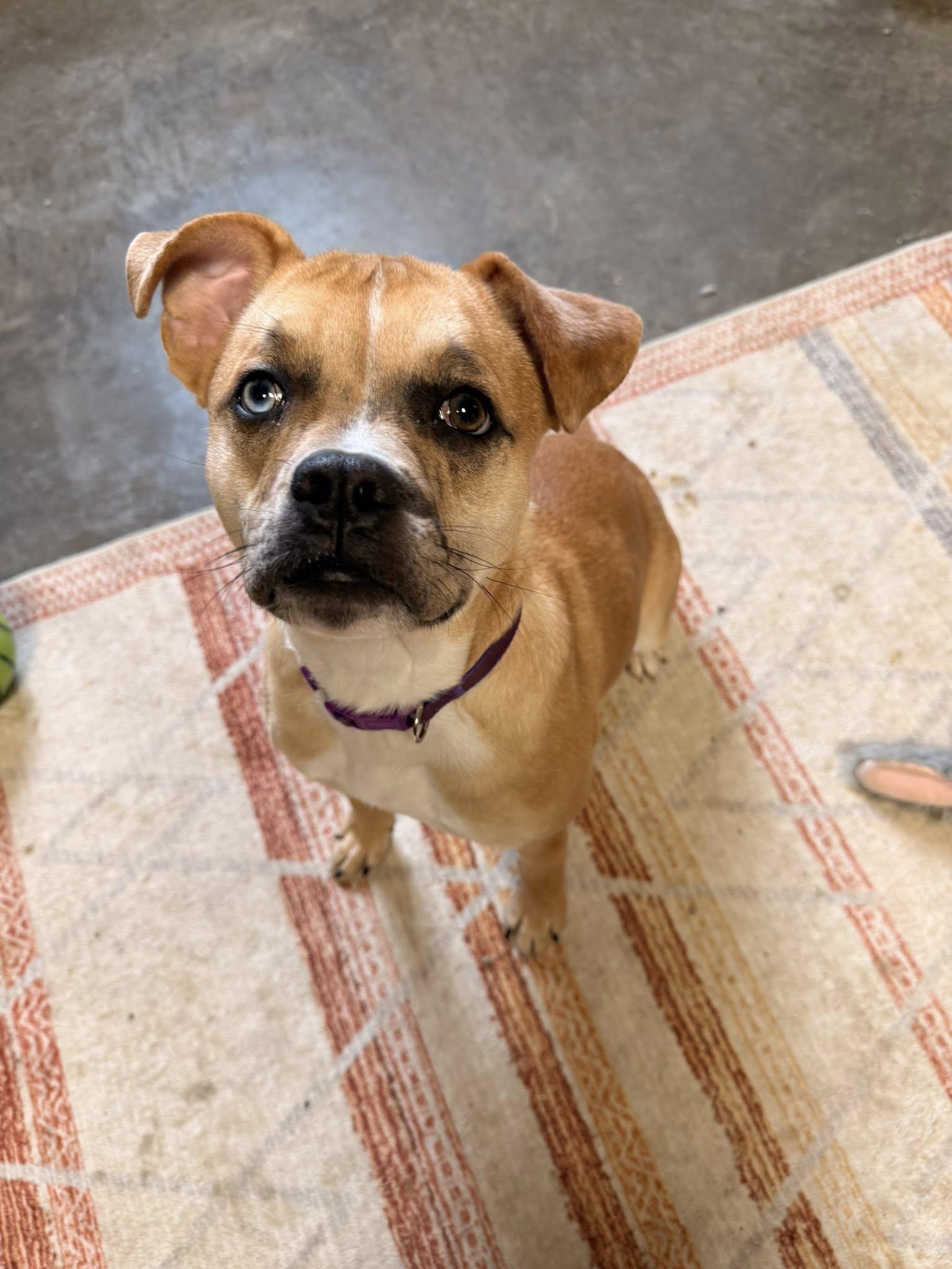 Enlarge Moira, a ADOPTABLE mixed breed in Indianapolis, IN image 2/5