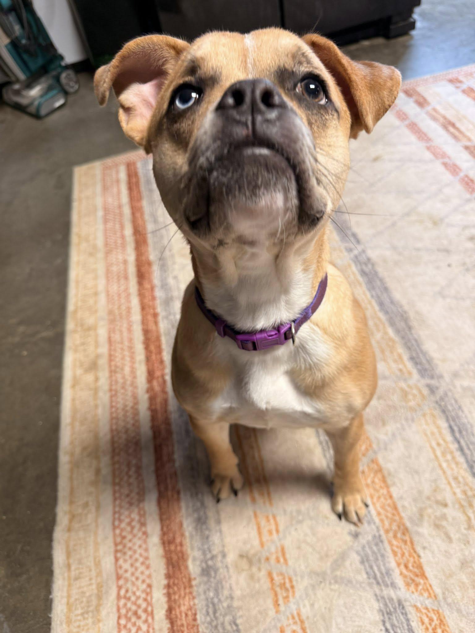 Enlarge Moira, a ADOPTABLE mixed breed in Indianapolis, IN image 4/5