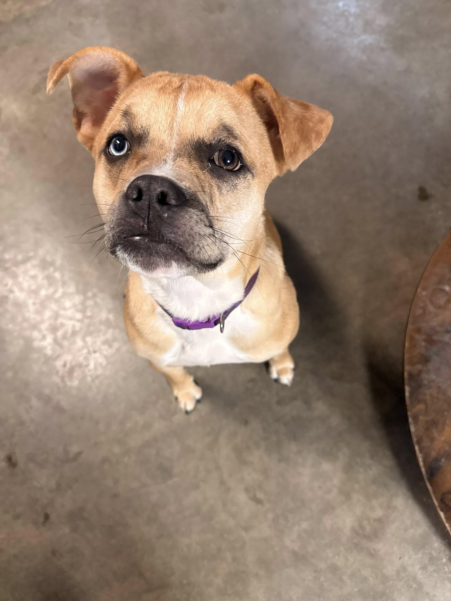 Enlarge Moira, a ADOPTABLE mixed breed in Indianapolis, IN image 5/5