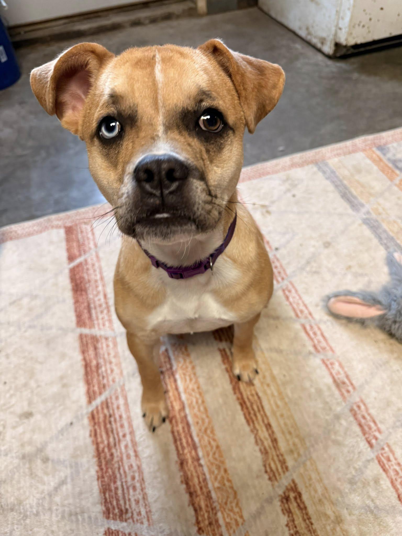 Enlarge Moira, a ADOPTABLE mixed breed in Indianapolis, IN image 1/5