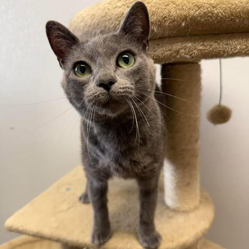 Smokey, a ADOPTABLE Domestic Short Hair in Howes Cave, NY image 1/2