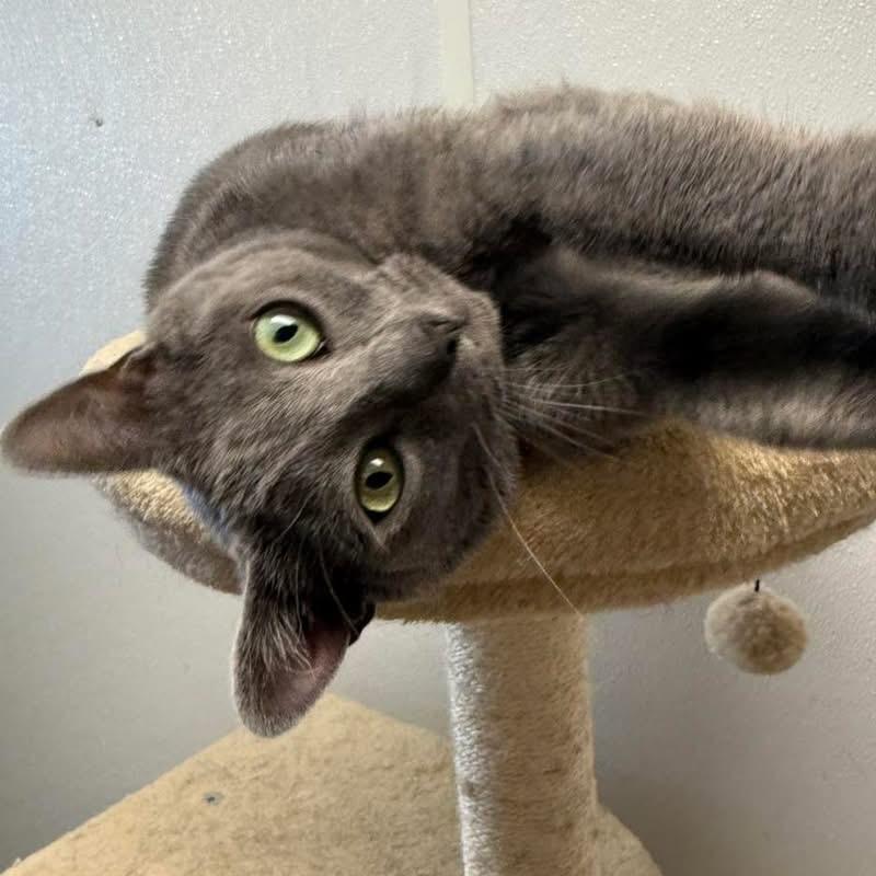 Smokey, a ADOPTABLE Domestic Short Hair in Howes Cave, NY image 2/2