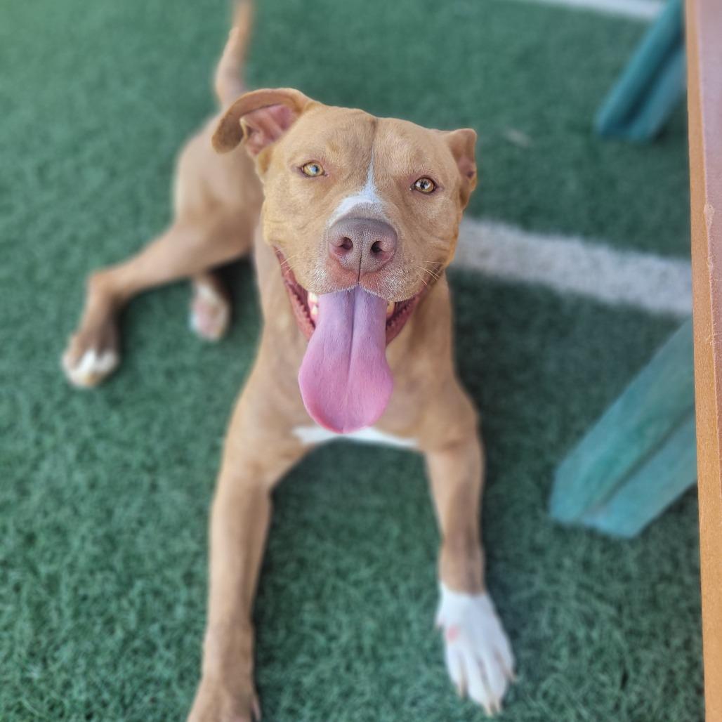 Enlarge Marzie, a Adoptable Pit Bull Terrier in Abilene, TX image 1/6