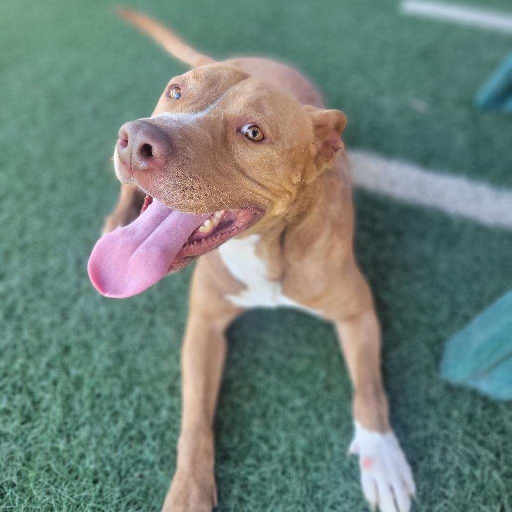 Enlarge Marzie, a Adoptable Pit Bull Terrier in Abilene, TX image 2/6