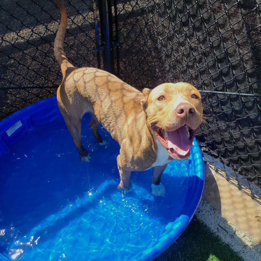 Enlarge Marzie, a Adoptable Pit Bull Terrier in Abilene, TX image 3/6