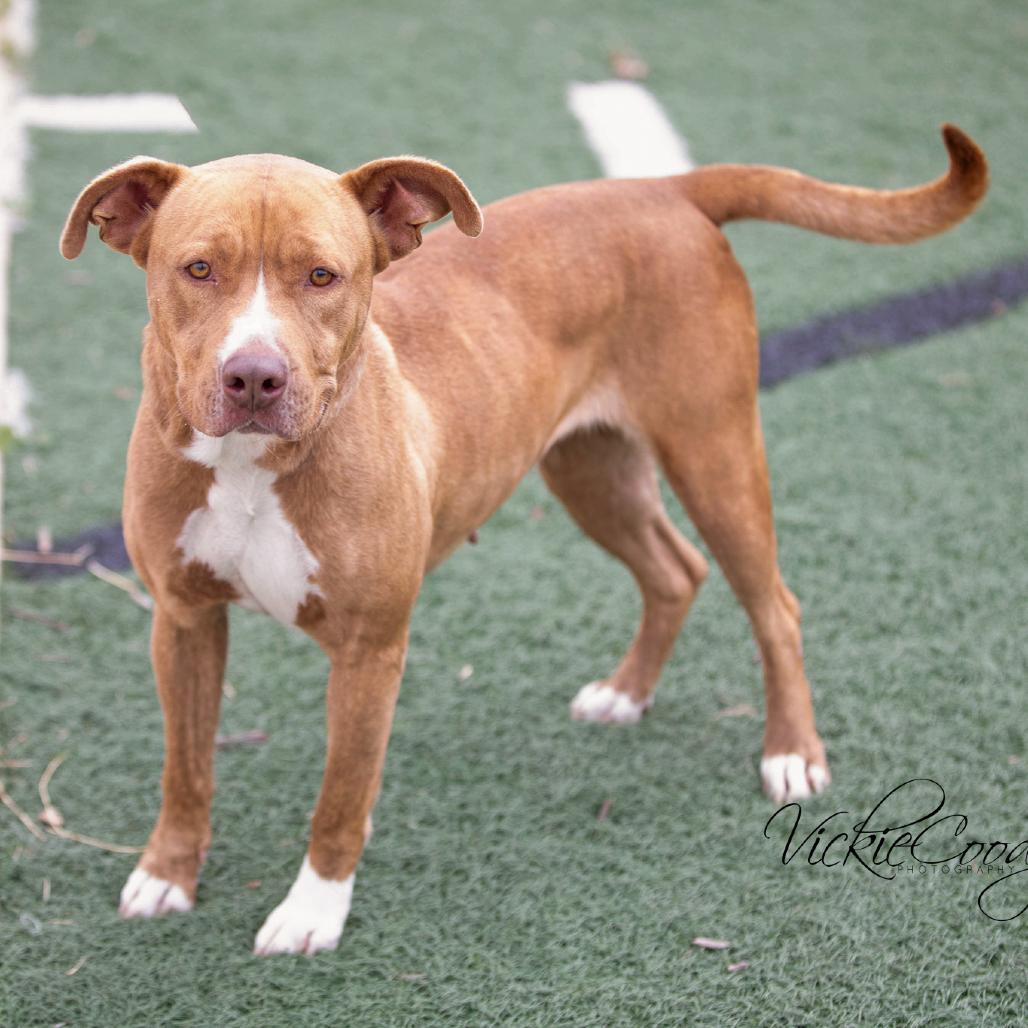 Enlarge Marzie, a Adoptable Pit Bull Terrier in Abilene, TX image 4/6