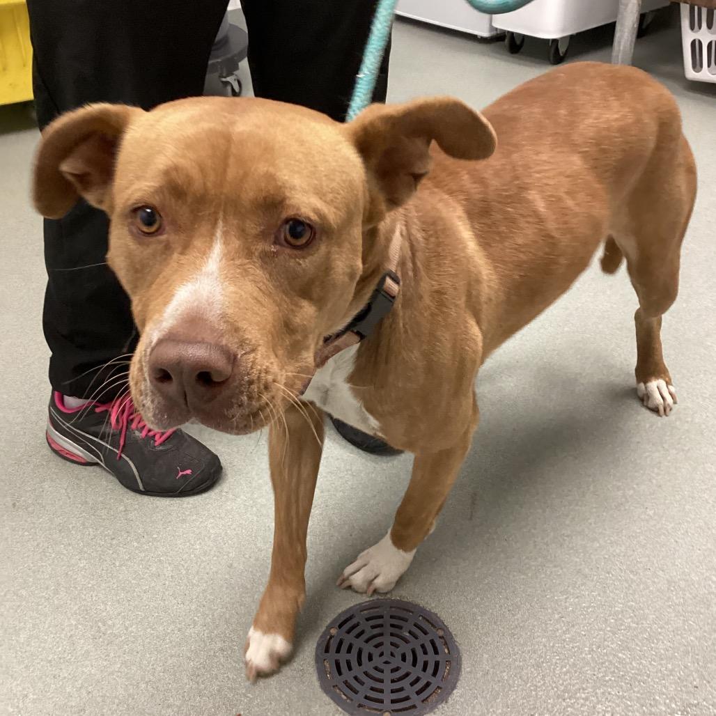 Enlarge Marzie, a Adoptable Pit Bull Terrier in Abilene, TX image 5/6