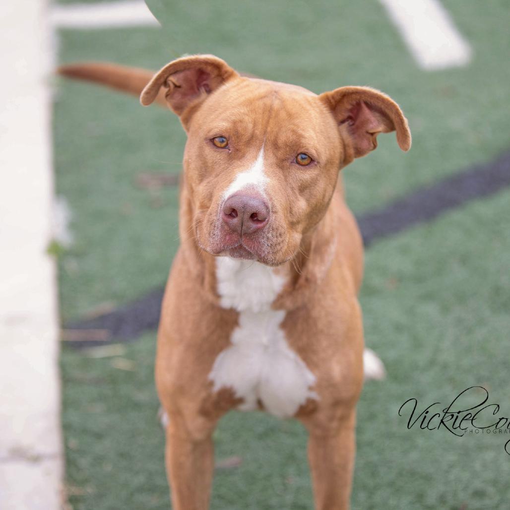 Enlarge Marzie, a Adoptable Pit Bull Terrier in Abilene, TX image 6/6
