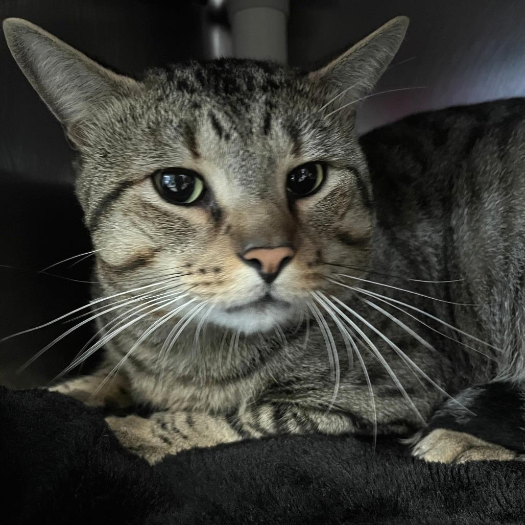 Enlarge Mimi, a Adoptable Domestic Short Hair in Brockton, MA image 1/3