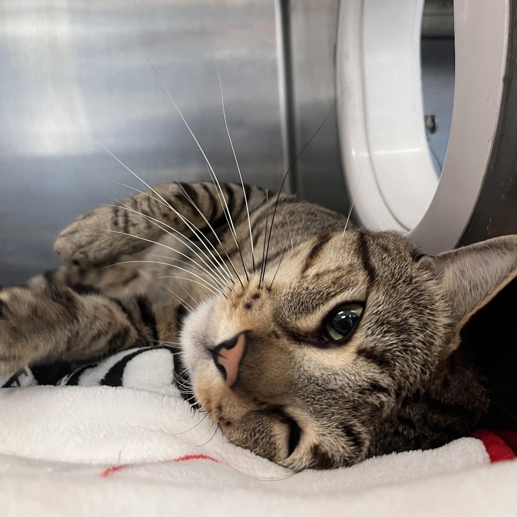 Enlarge Mimi, a Adoptable Domestic Short Hair in Brockton, MA image 2/3