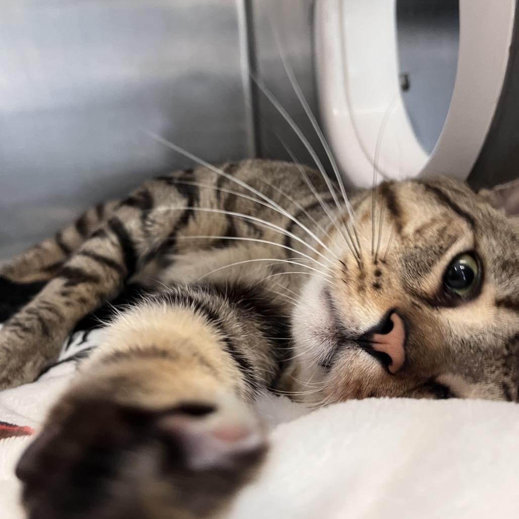 Enlarge Mimi, a Adoptable Domestic Short Hair in Brockton, MA image 3/3