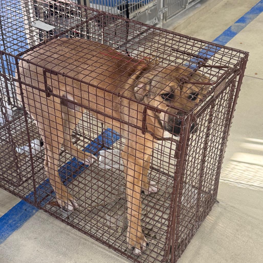 Moose, Adoptable, Young Male Mixed Breed.