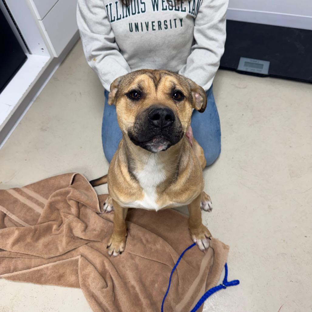 Enlarge Moose, a Adoptable Mixed Breed in Shelbyville, IL image 2/2