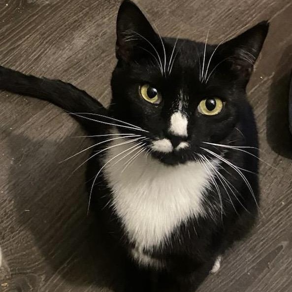 Enlarge Cheyenne, a Adoptable Domestic Short Hair in Astoria, NY image 2/5