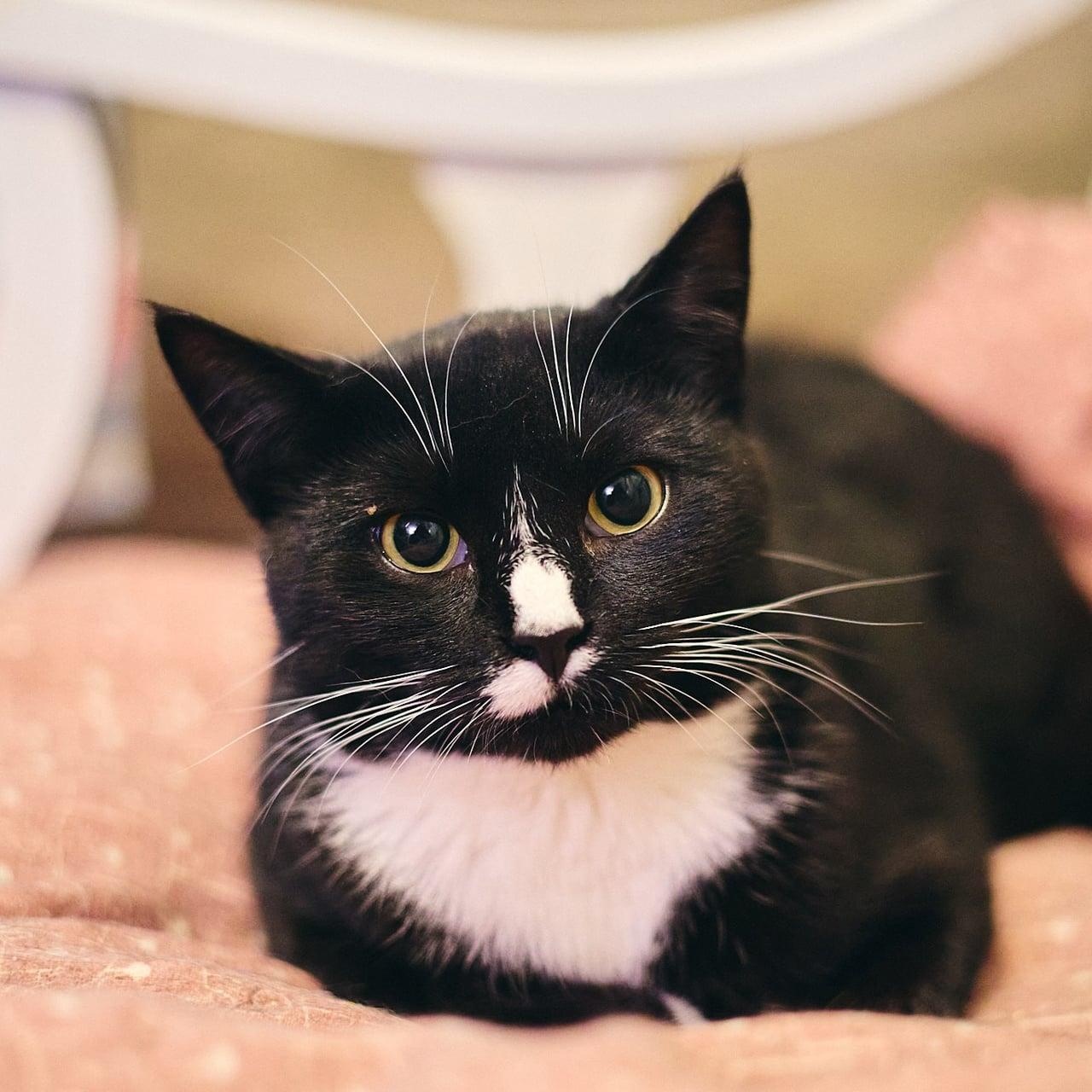 Enlarge Cheyenne, a Adoptable Domestic Short Hair in Astoria, NY image 1/5