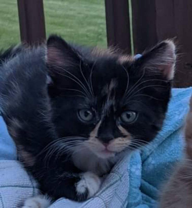 Abbio, Adopted, Kitten Female Domestic Short Hair.