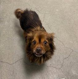 Fawn, ADOPTABLE, Young Female Pomeranian.
