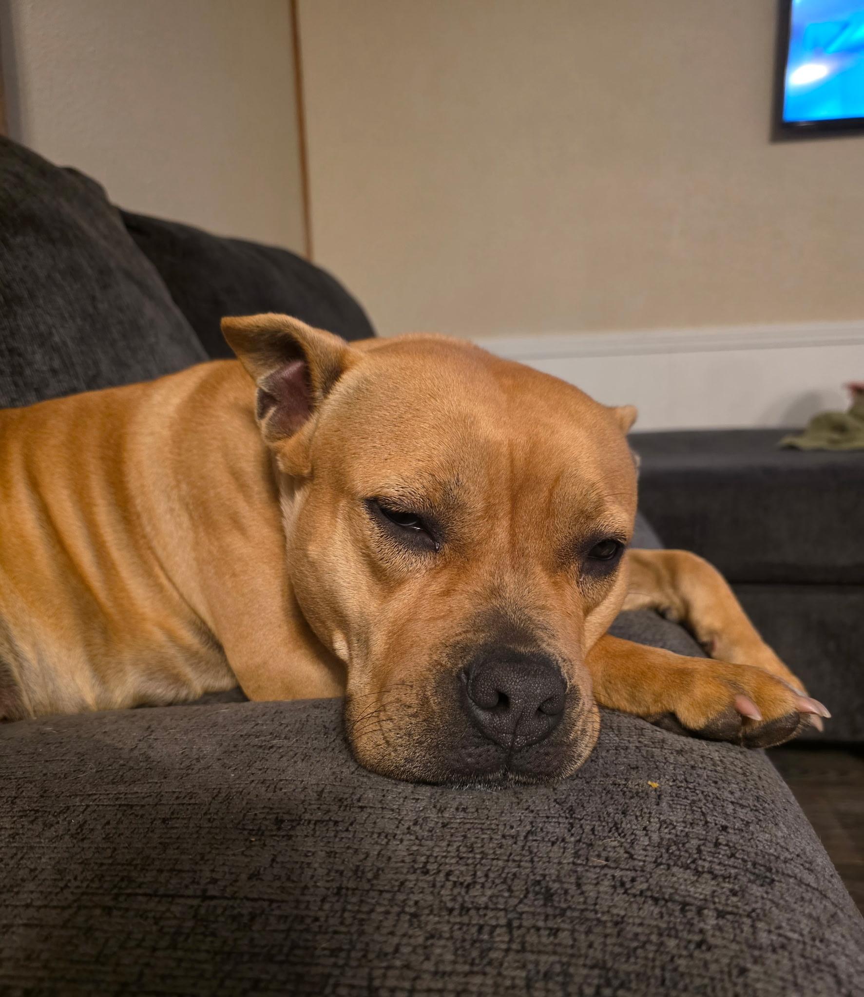 Enlarge Willow, an adopted Staffordshire Bull Terrier in Black River Falls, WI image 2/6
