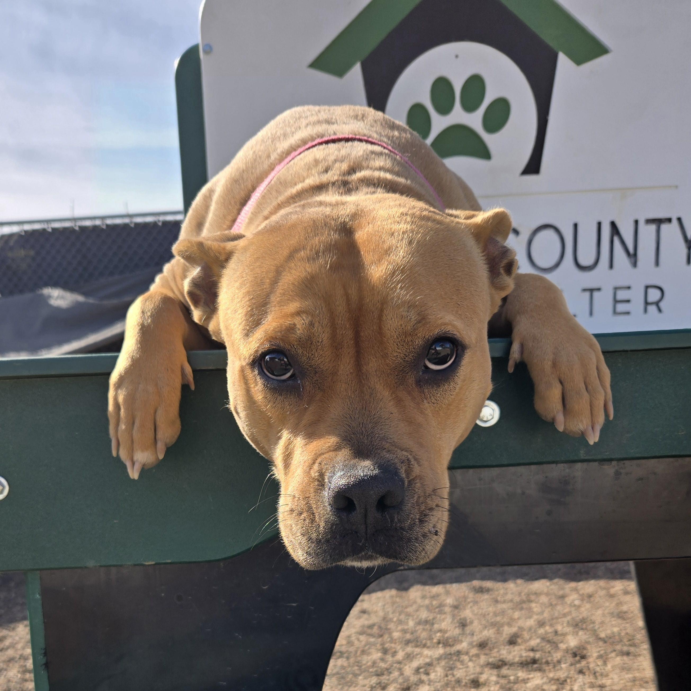Enlarge Willow, an adopted Staffordshire Bull Terrier in Black River Falls, WI image 3/6