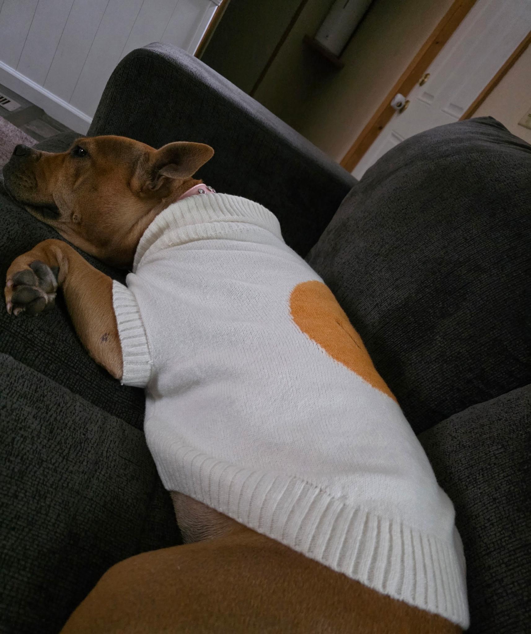 Enlarge Willow, an adopted Staffordshire Bull Terrier in Black River Falls, WI image 6/6