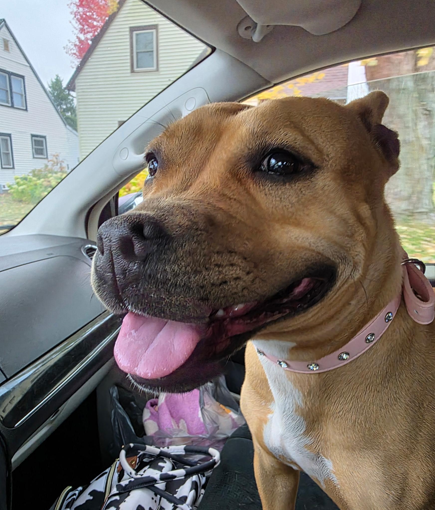 Enlarge Willow, an adopted Staffordshire Bull Terrier in Black River Falls, WI image 1/6