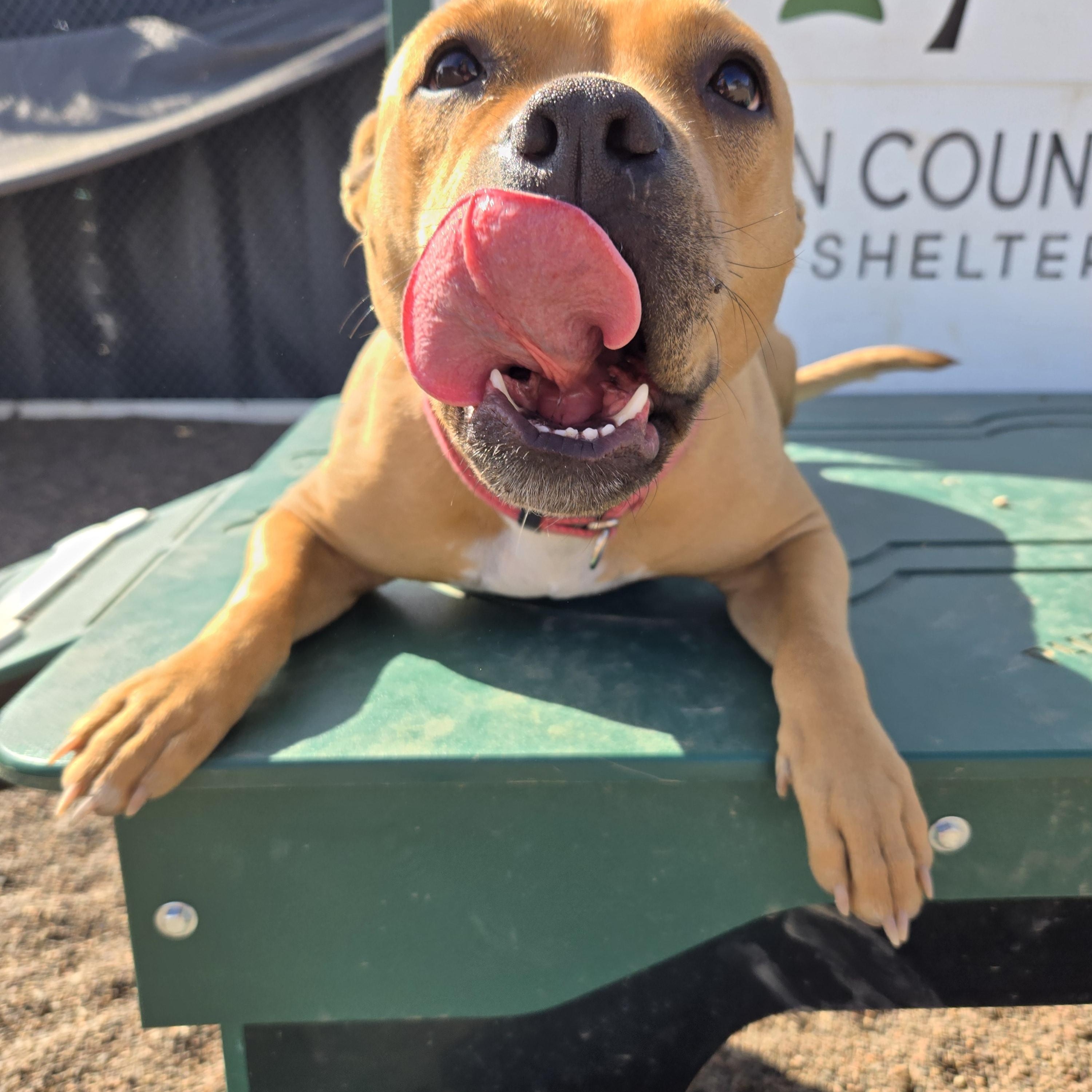 Enlarge Willow, an adopted Staffordshire Bull Terrier in Black River Falls, WI image 4/6