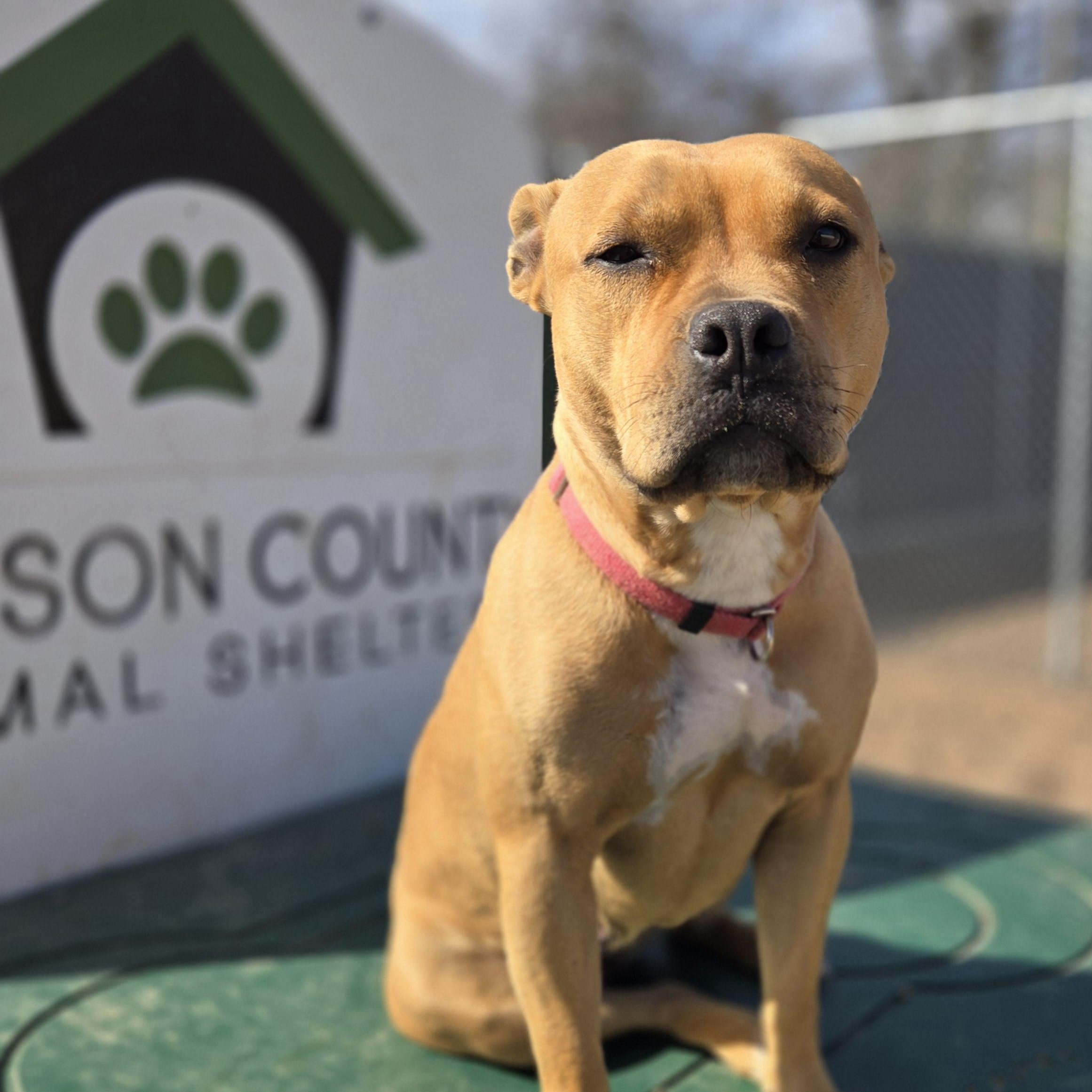 Enlarge Willow, an adopted Staffordshire Bull Terrier in Black River Falls, WI image 5/6