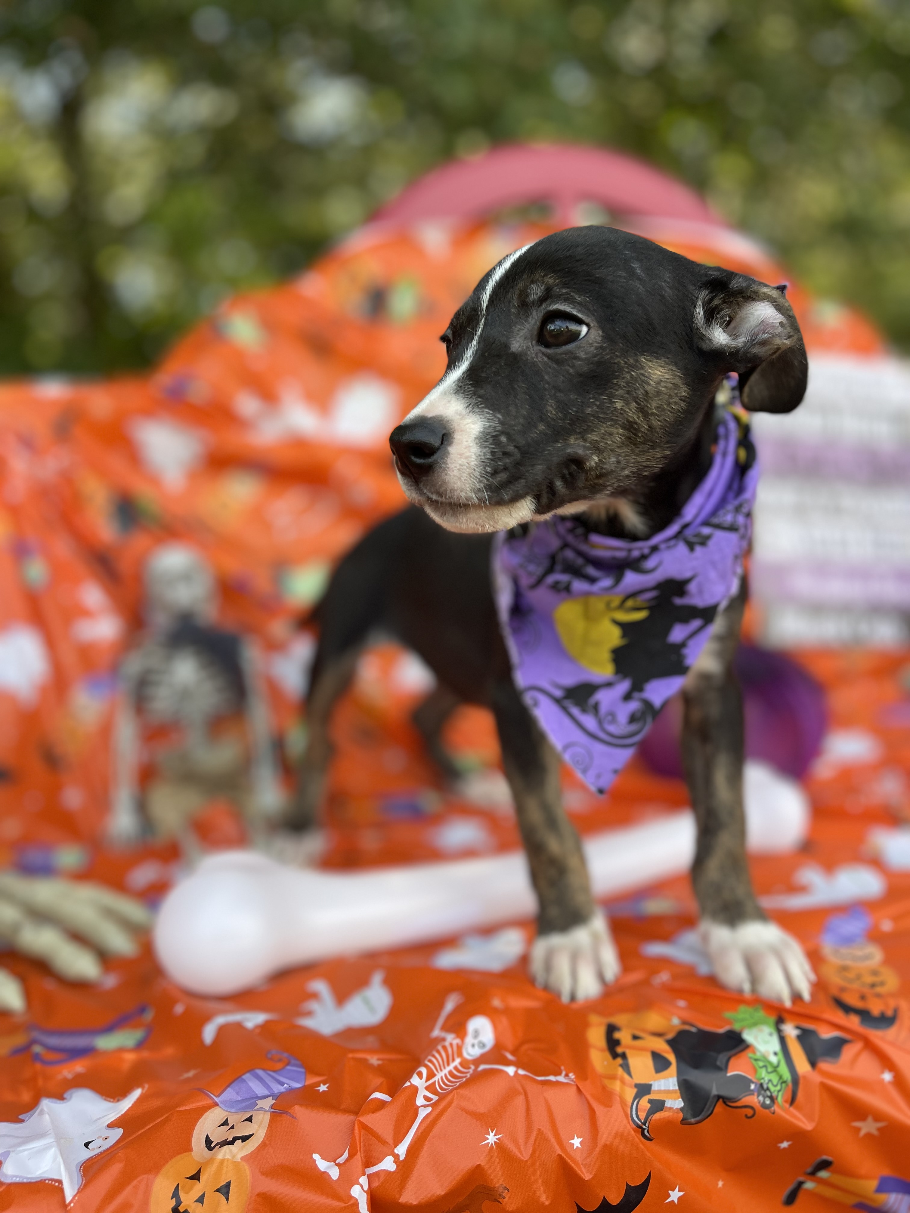 Dog for adoption Oogie, a Labrador Retriever Mix in Sebring, FL Petfinder