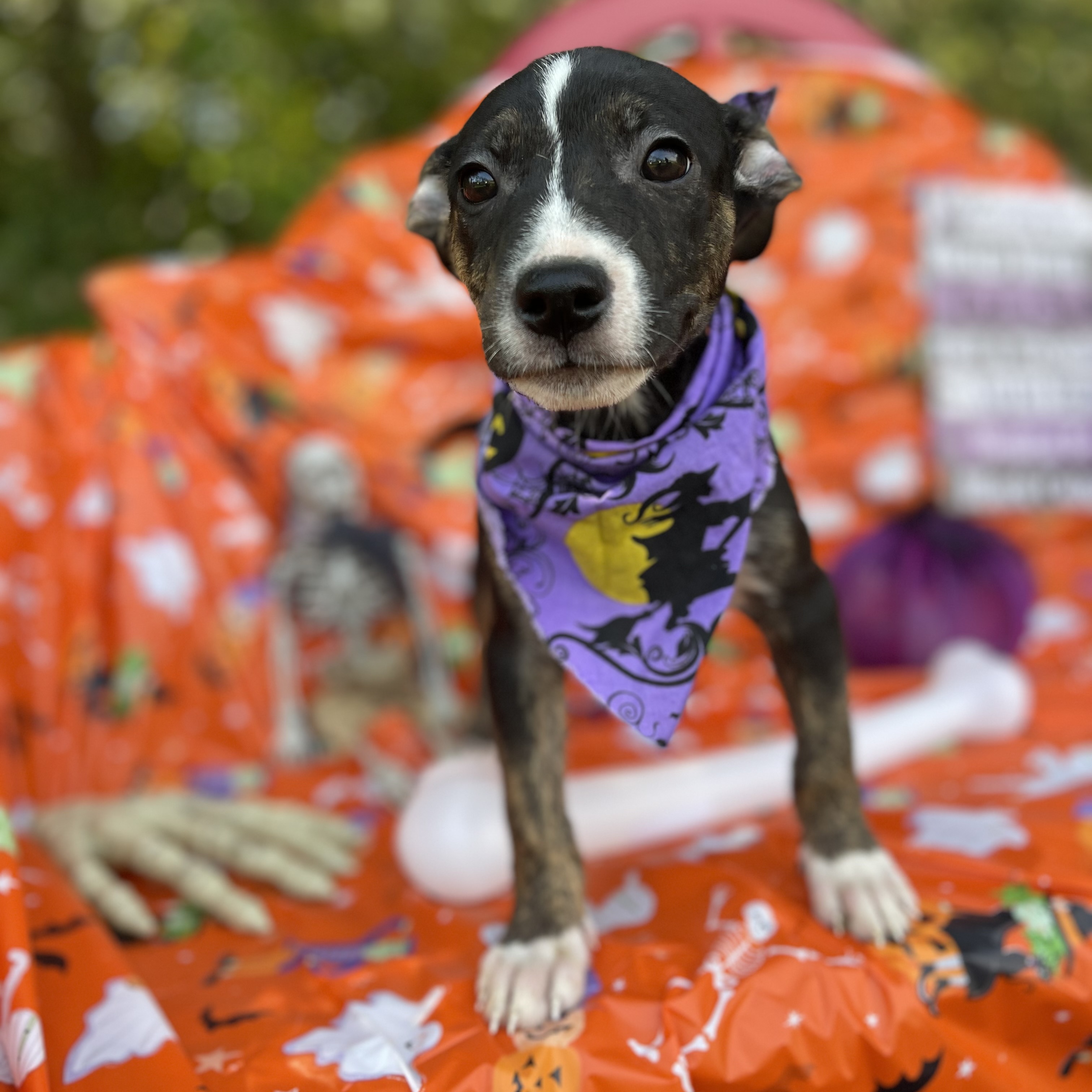Dog for adoption Oogie, a Labrador Retriever Mix in Sebring, FL Petfinder