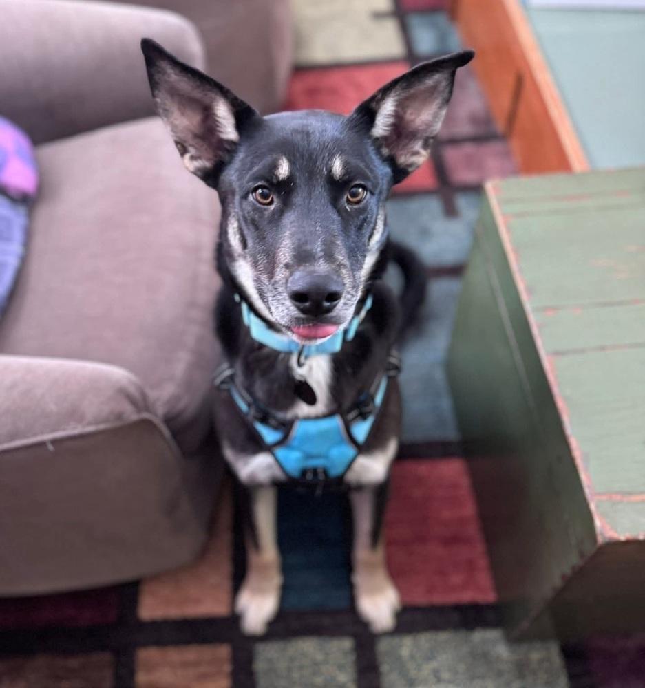 Jerry Lee, Adoptable, Puppy Male Mixed Breed.