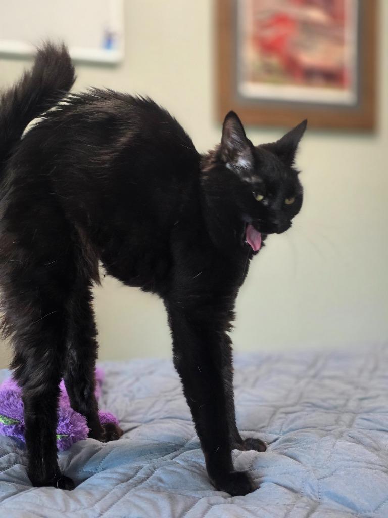 Tasha, Adoptable, Young Female Domestic Short Hair.